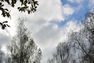 beautiful landscape unusual: dark gray, blue sky, clouds and white treetops, autumn, nature, background, frame