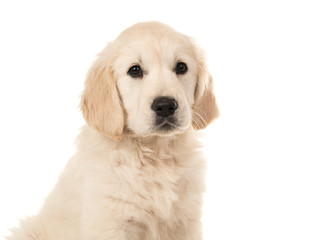 Cute blond golden retriever puppy portrait facing the camera isolated on a white background