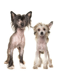 Two naked chinese crested dogs standing and facing the camera isolated on a white background