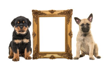 Golden victorian picture frame isolated on a white background with one rottweiler puppy and one...