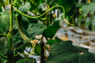 Small cucumber with yellow blossom from close