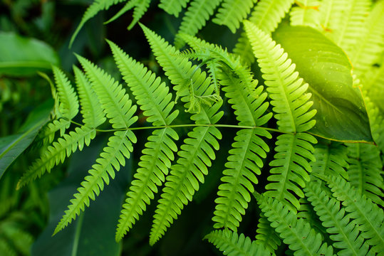 The great green of fern in the forest