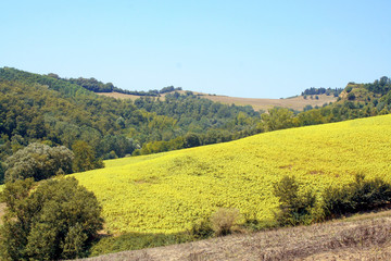Tuscan countryside, Val d'Orcia, Siena, Italy