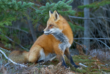 Naklejka na ściany i meble A Red fox (Vulpes vulpes) with a bushy tail in Algonquin Park, Canada in autumn