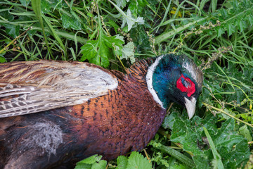 gibier après la chasse