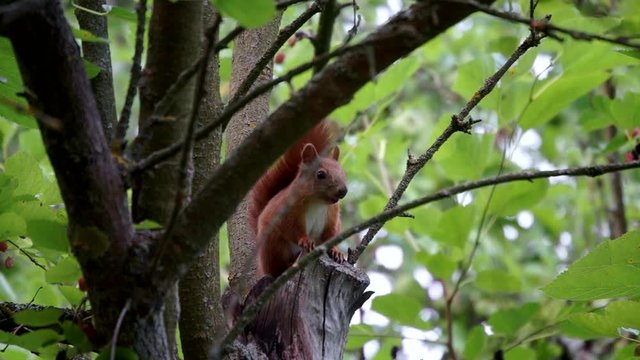 Squirrel on the tree gnawing on a nut, summer, Park.