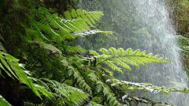 Close-up of ferns moved by the breeze with background of falling water.Slow Motion