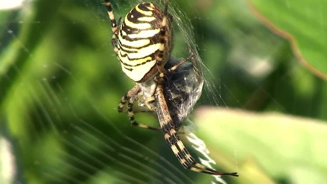 Ein Wespenspinne mit ihrer Beute im Netz