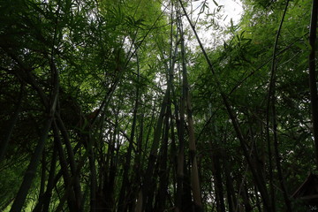 Silhouette of bamboo forest, soft focus