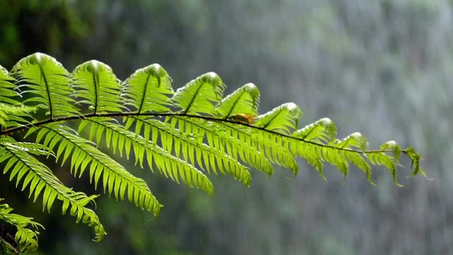 Close-up of fern moved by the breeze with background of falling water.Slow Motion