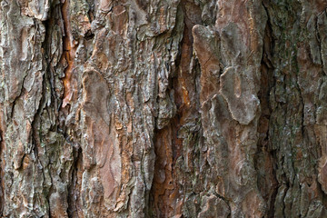tree bark texture
