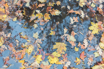 fallen leaves in a puddle, background