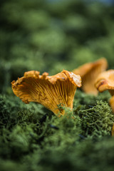 Wild mushrooms in forest moss
