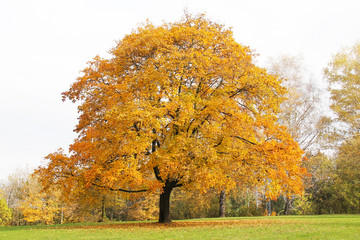 big maple tree with yellow leaves in the park in autumn - obrazy, fototapety, plakaty