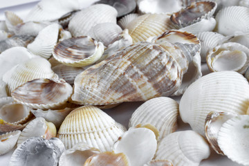 Sea shells on white