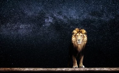 Foto op Canvas Portret van een mooie leeuw, leeuw in de sterrennacht © Baranov