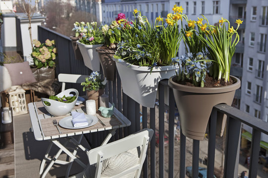 potted spring flowers on a sunny balcony in the city