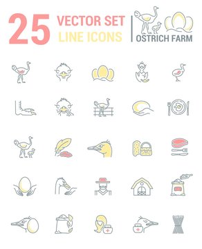 Vector graphic set. Silhouette, logo, icon. Ostrich farm, ostrich eggs. Linear, flat, contour, thin design. App, Web site template, infographic.