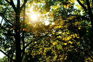 Fototapeta na wymiar the sun's rays penetrate through the leaves and branches of the