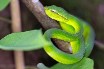 Asian Pit Viper