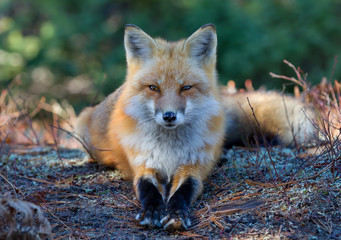 A Red fox (Vulpes vulpes) with a bushy tail lying down in Algonquin Park, Canada