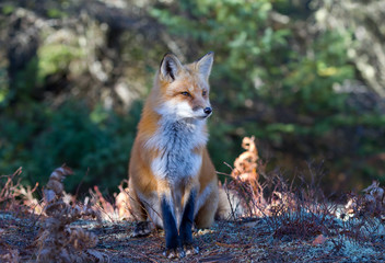 Red fox (Vulpes vulpes)sitting in Algonquin Park, Canada