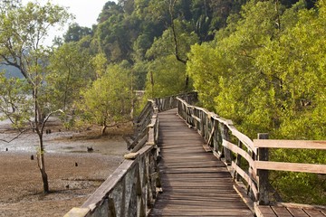 Bridge crossing mangrove forest
