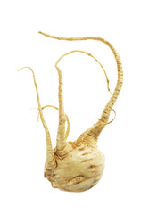 Fresh parsnips isolated on white background