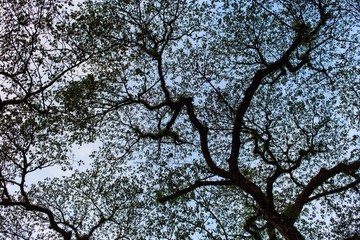 Tropical tree silhouette