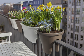 potted spring flowers on a balcony fence in the city