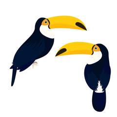 Toucan bird vector illustration isolated on white side view and back view.