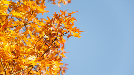 Autumnal leaves on light blue background