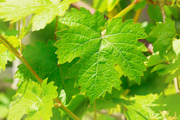 bright green spring vine leaf.