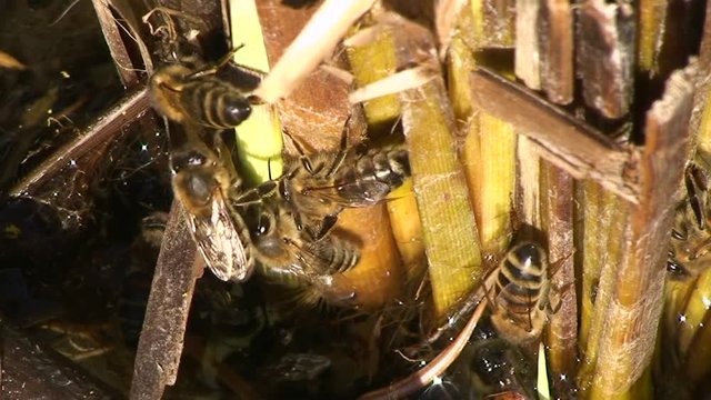 Mehrere Bienen tummeln sich am Schilfrohr in einem kleinen Biotop