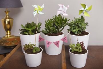 potted succulent plants arranged as a greeting decoration for mo