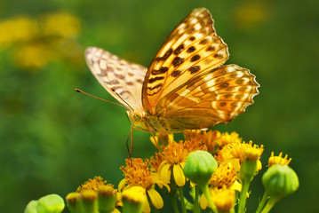 monarch butterfly on the flower close-up macro