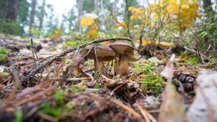 Perfekte Drillinge von Maronenröhrlingen im Wald