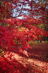 Colorful foliage in the autumn park