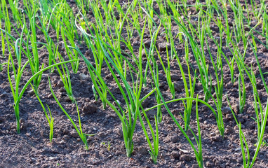 field of sprout spring garden plants onion