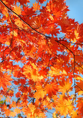 red yellow fall maple leafs illuminated by sun natural backgroun