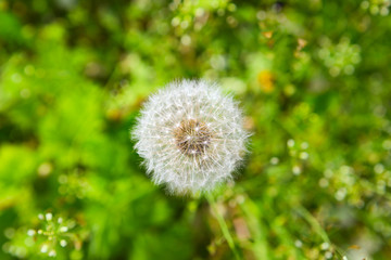 ripe white fluffy dandelion on blurred green background..