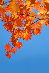 Naklejka na ściany i meble red and yellow fall maple foliage in the blue sky
