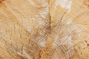 Tree pine stump texture background. Freshly sawn wood.