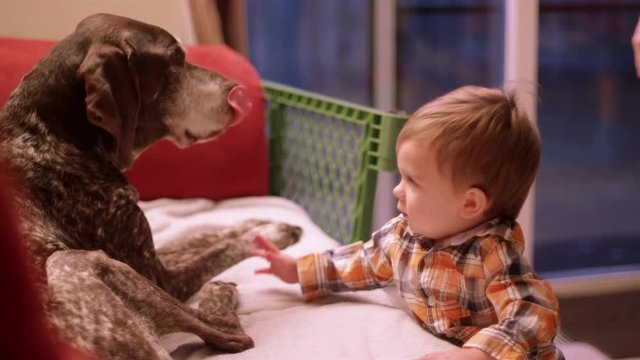 Little boy petting the family dog sitting on the couch