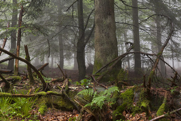 Wald im Nebel, Wildnispfad, Nationalpark Schwarzwald, Baden-Württemberg, Deutschland, Europa