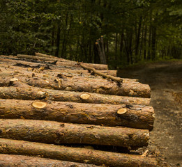woods