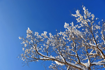 winter snow branches of tree on a blue sky background