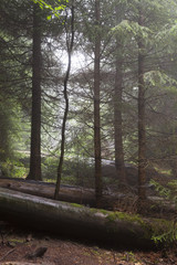 Umgestürzte Baumstämme, Wildnispfad, Nationalpark Schwarzwald, Baden-Württemberg, Deutschland, Europa