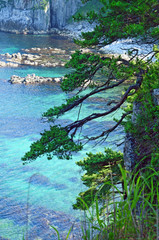 korean rock pines over the sea bay