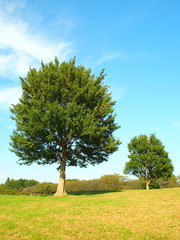 Fototapeta na wymiar 秋の草原の立木